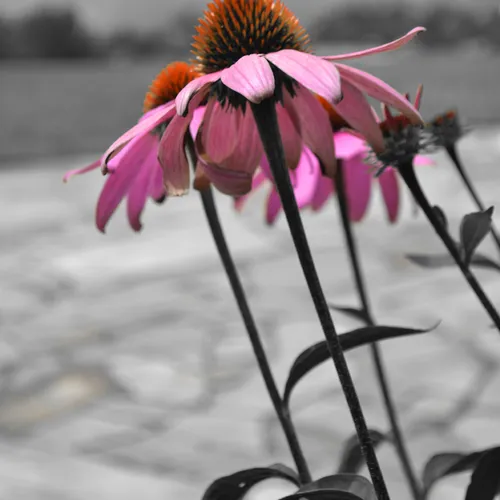 Coneflower