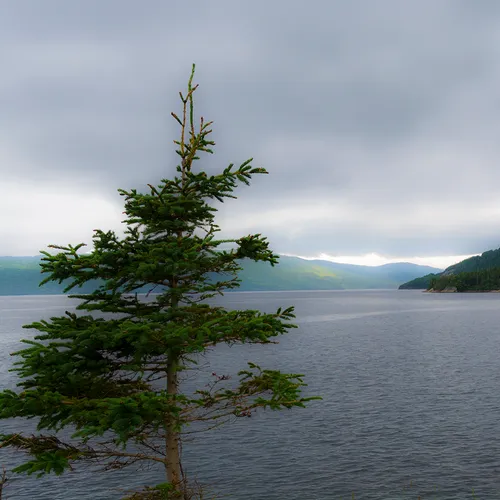 Newfoundlandwestcoast