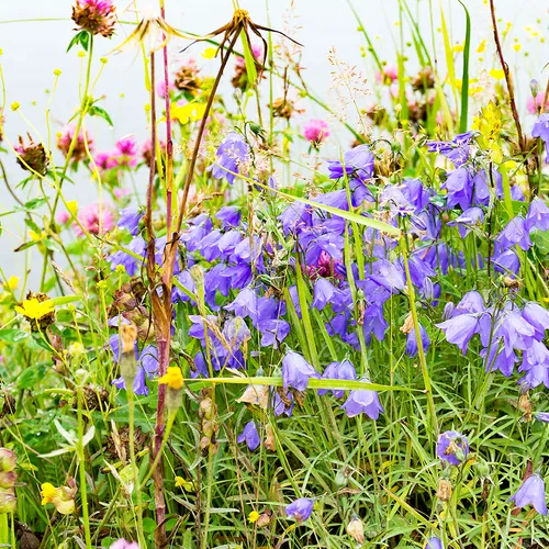 PortAuxBasqueReturn 25