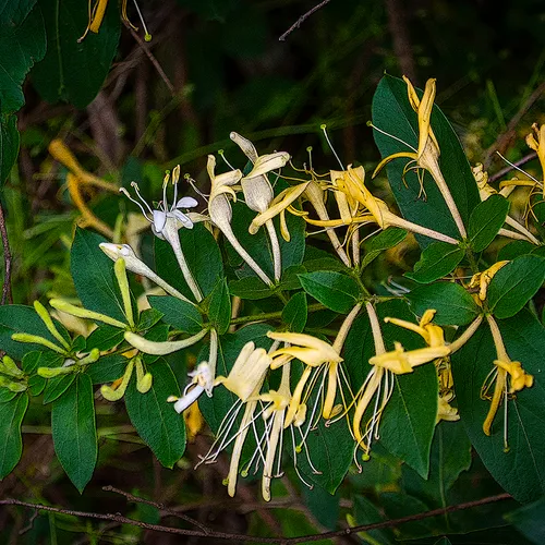 Honeysuckle 1