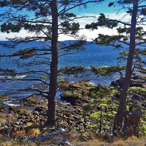 Acadia Trees Fall 1-24