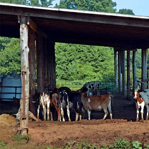 Hoffner cows