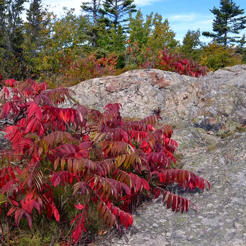 Acadia Trees Fall 1-23