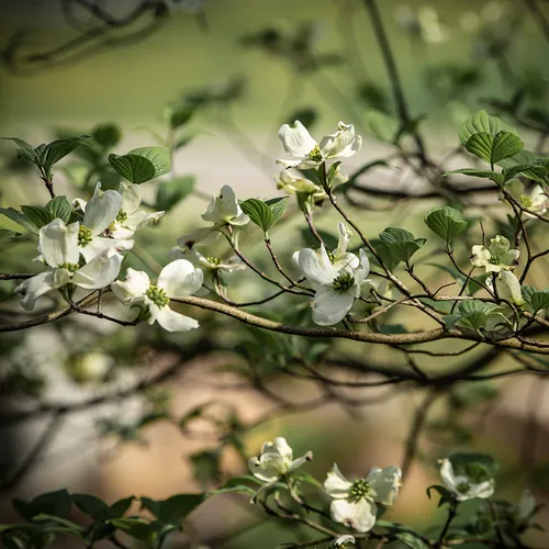 Dogwood 1
