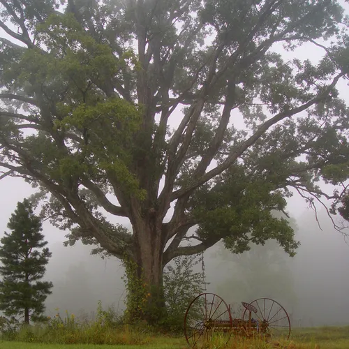 Foggy Morning 3 Plain