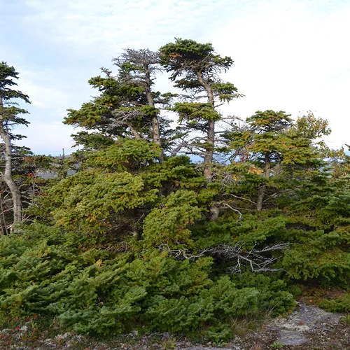 Acadia Trees Fall 1-9