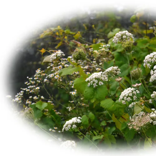 Queen Anne Lace Round