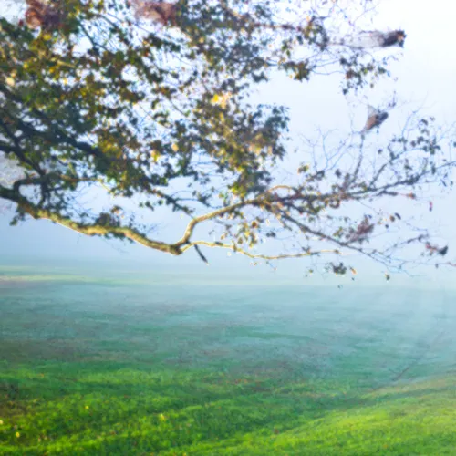 Sloan Tree 2 Underpaint