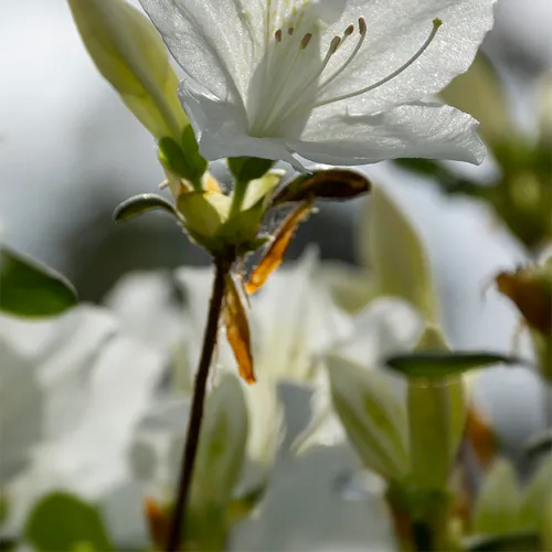 Whiteazalea 1