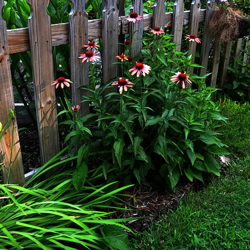 Flowers With Fence 1