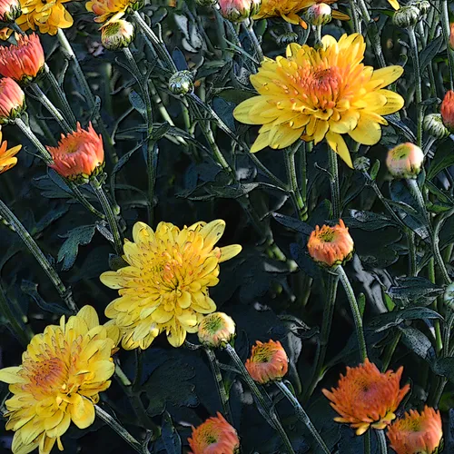 Chrysanthimums 2