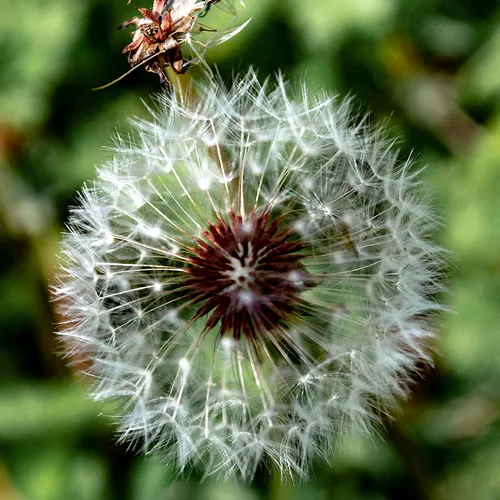 Dandelion 1