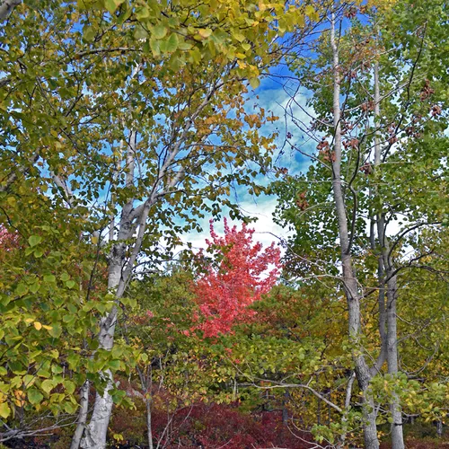 Acadia Trees Fall 1-14