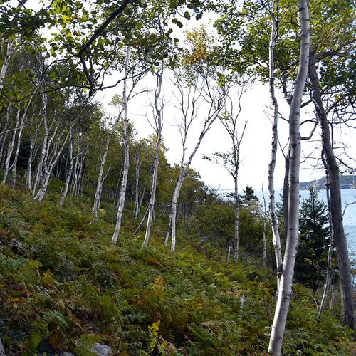 Acadia Trees Fall 1-21