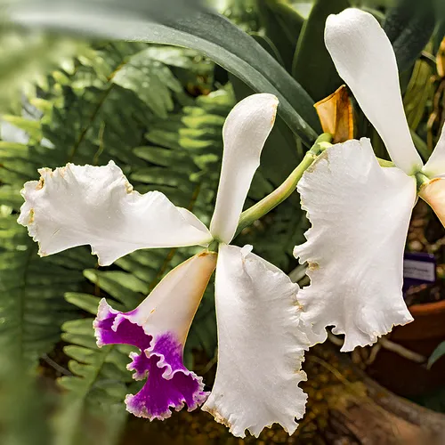 Whiteandpurpleiris 1