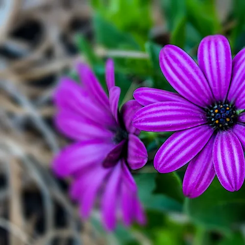 Purpleflower 1