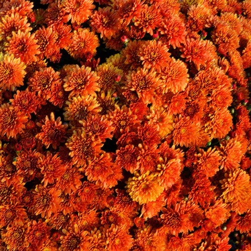 Chrysanthimums 2