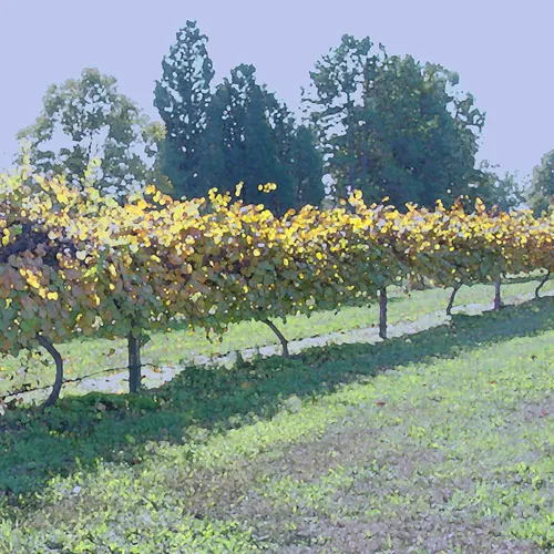 Grapevines