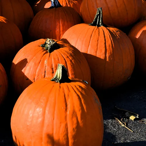 Pumpkins