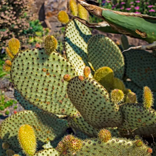 Cactus 2