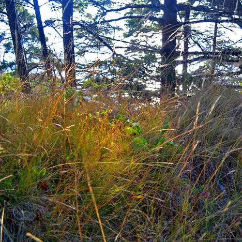 Acadia Grass 1