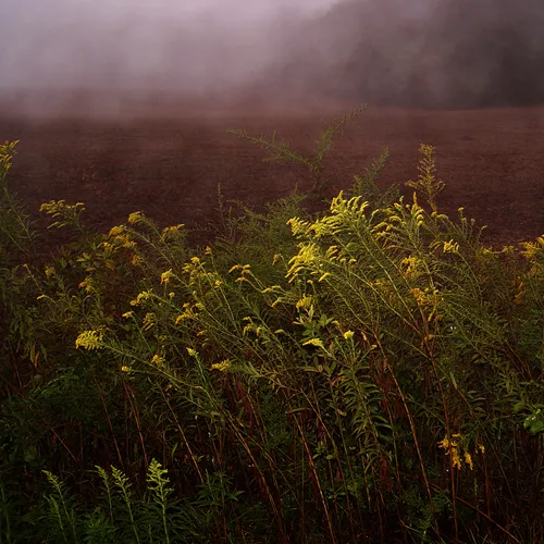 Foggy Field