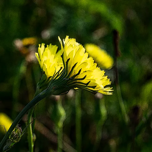 Dandelion 3