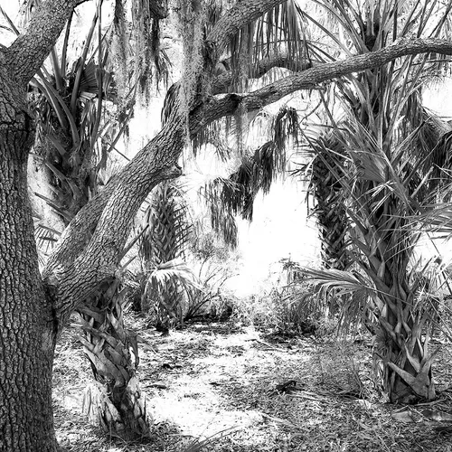 Cedarkey 13 B&W