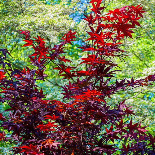 Japanesemaple 4
