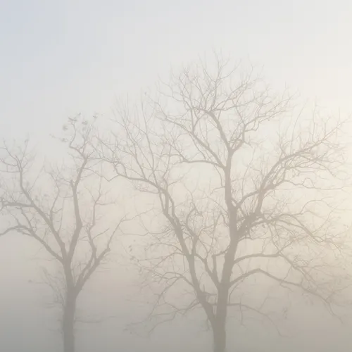 Fog 19 Th Noise Reduction 2