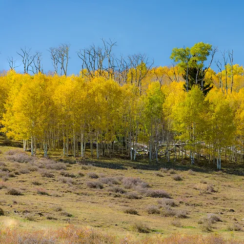 Dixienationalforest 1