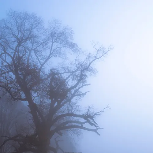 Fanniesloan 2015 Fog 13