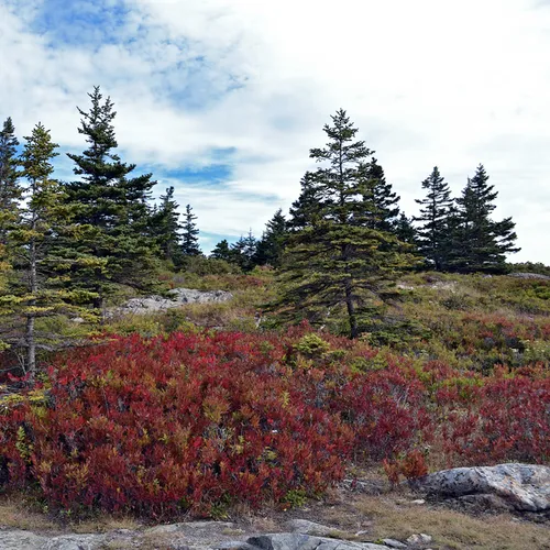 Acadia Trees Fall 1-22