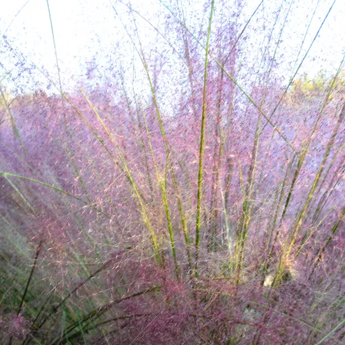Purple Grass