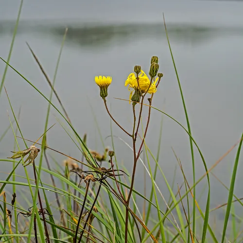 PortAuxBasqueReturn 32