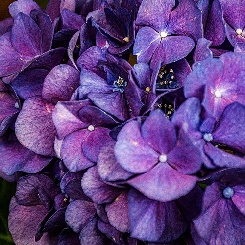 Hydrangeas 3