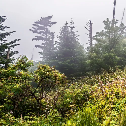 Clingmansdome 4