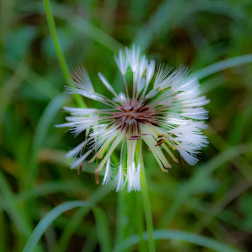 Dandelion 4