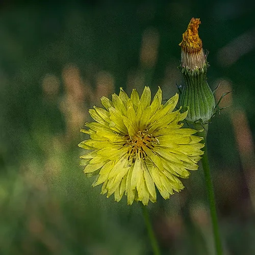 Dandelion 2