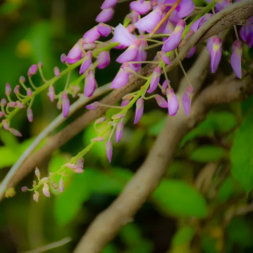 Wisteria 1