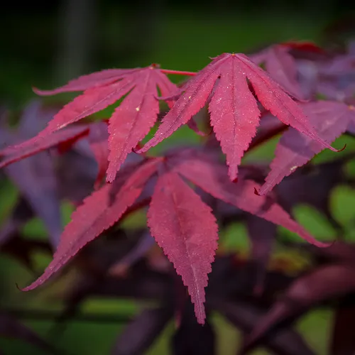 Japanesemaple 1