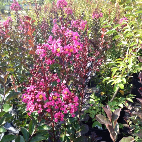 Crepe Myrtle