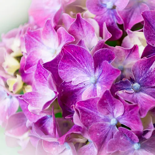 Hydrangeapink 1