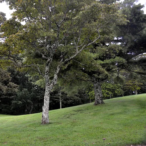 Blue Ridge Parkway 5 wc