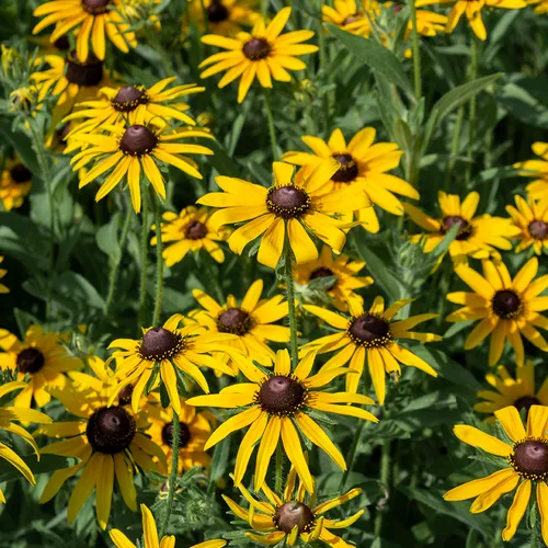 Blackeyedsusan 1