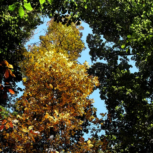 Autumn Wc With Fresco