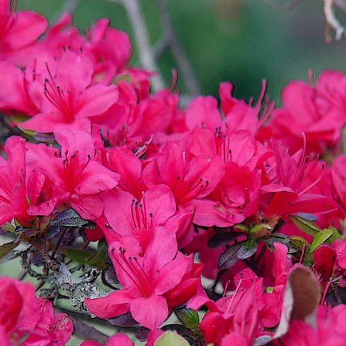 Pink Azaleas
