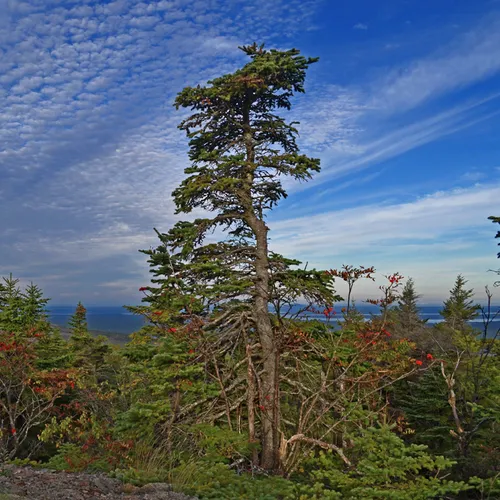 Acadia Trees Fall 1-7