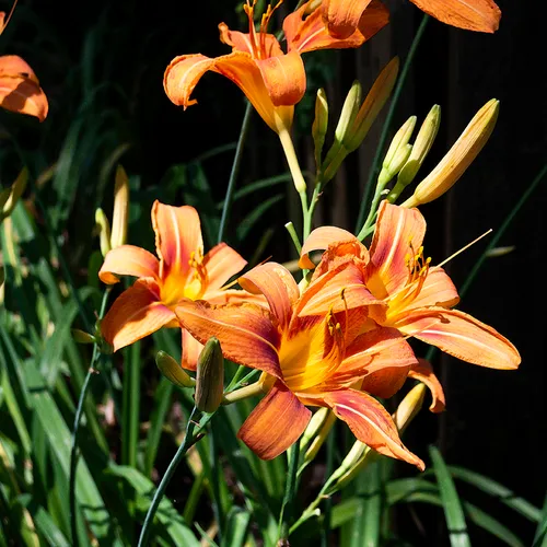 Orangedaylily 1