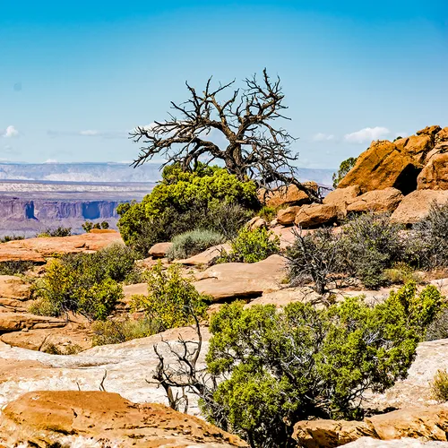 CanyonlandsNationalPark 29